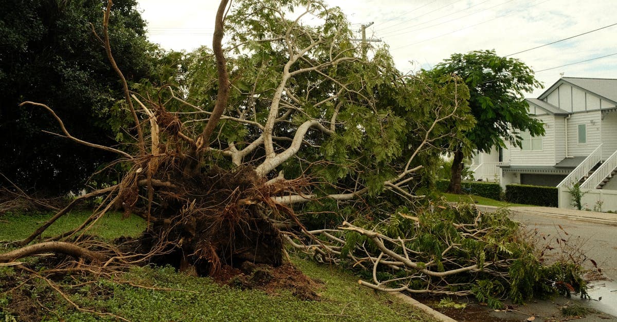Cover Image for Dead Trees and Insurance Liability: What Homeowners Must Know